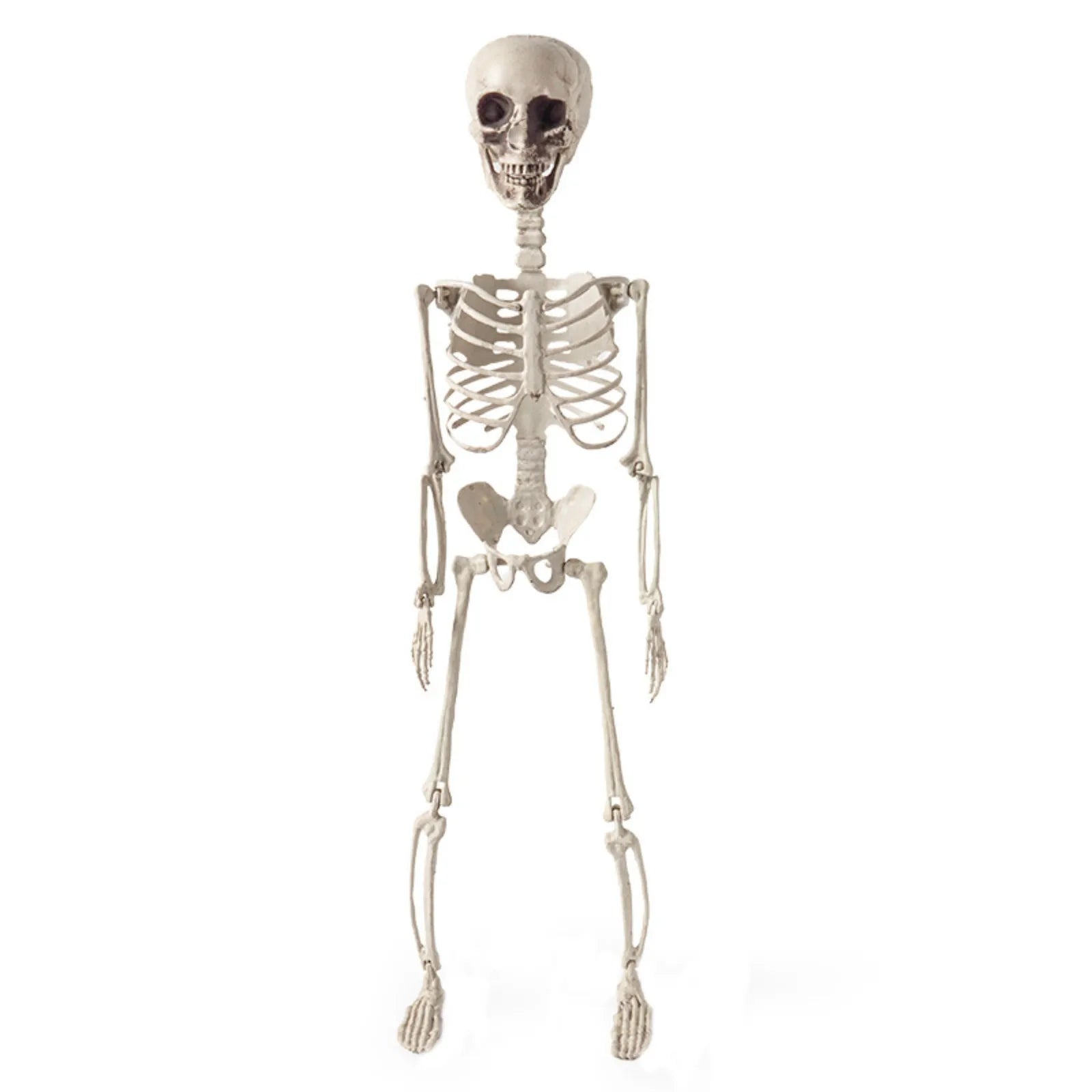 Halloween Skeleton Decoration Realistic